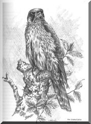 Copy of falcon greyscale.jpg